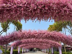 -南汇桃花村