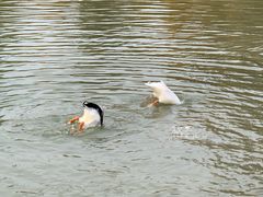 -金塔沙漠胡杨林景区
