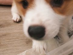 -浣熊柯尔鸭土拨鼠·电玩咖