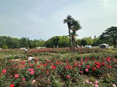 -上海滨江森林公园