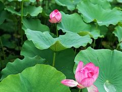 -莲花池公园