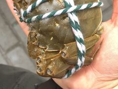 -鑫朱雀农贸批发市场
