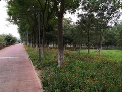 -大兴滨河森林公园