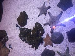 -暹罗海洋世界