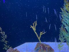 -上海海洋水族馆