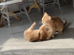 -共舞时光猫咖·狗咖(新街口店)