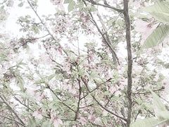 -天适樱花悠乐园
