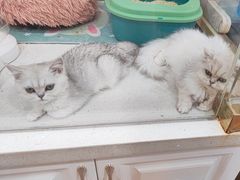 -糯米喵星人总部直营旗舰店·猫舍·幼猫出售