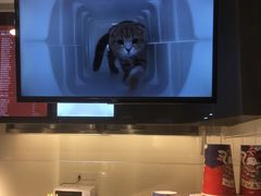 -开心猫无锡三阳广场店