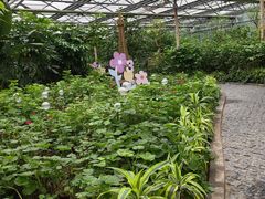 -南宫五洲植物乐园