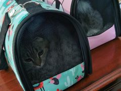 -欧奕国际动物医院