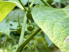 -东天目山风景区