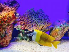 -上海海洋水族馆