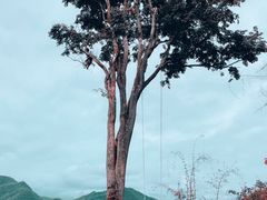-大树秋千