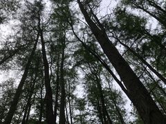 -上海共青森林公园