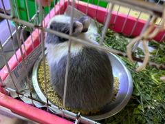 -双季花艺园艺市场(浦东店)