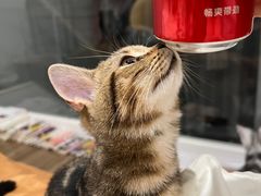 -帝京日语(春熙路旗舰校区)