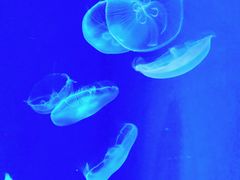 -上海海昌海洋公园