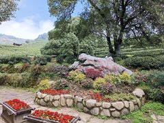 -十八棵（老龙井）御茶园(老龙井店)