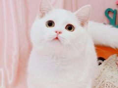 -70cat德文卷毛猫·缅因猫纯种猫舍