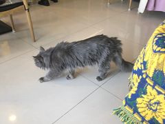 -平行世界·猫咖(首经贸店)