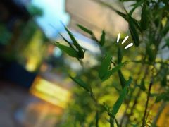 -山壹竹庭院餐厅
