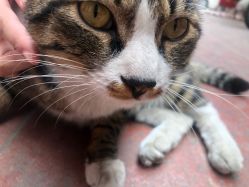 -刺客纹画纹身·洗纹身·穿孔饰品