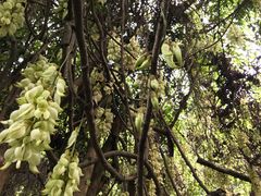 禾雀花-清溪森林公园