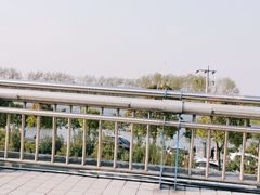 -合肥滨湖国家森林公园