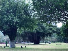 -万绿园