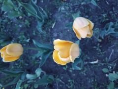 -长春公园(普阳街道)