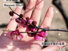 -香雪海