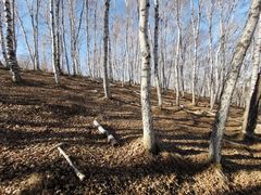 -塞罕坝国家级自然保护区