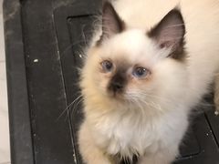 -楼上猫咖(罗湖店)