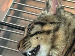 -瑞派福兴宠物医院犬猫全科·骨科·中西医结合(河东店)