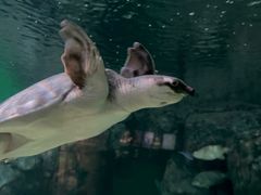 -上海海洋水族馆