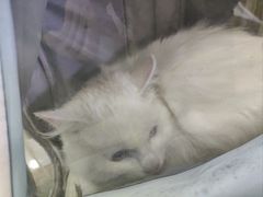 -瑞派名望24h动物医院异宠专科·猫专科·骨科·重症监护分院