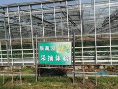 -苏州太湖西山岛开心农场