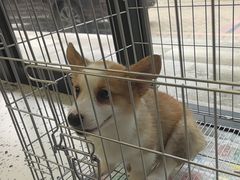 -瑞派康怡24h宠物医院·犬猫医疗中心·微创绝育(瑞景分院)