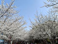 -高东镇樱花园