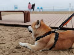 -仰口沙滩