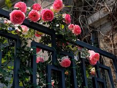 -璐坊粽王(复兴中路店)