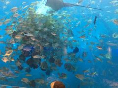 -瑞德姆美人鱼海底演艺主题餐厅(亚龙湾店)