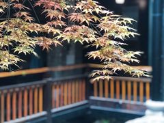 -鱼桥巷·美学川菜