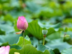 -荷塘月色湿地公园·向阳花洲