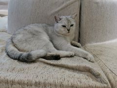 -藏猫猫咖啡主题馆(中央大道店)