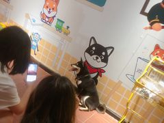 -柴犬高等学院·狗咖·柴犬售卖·宠物训练