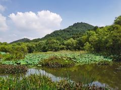 -西湖风景区-江洋畈生态公园
