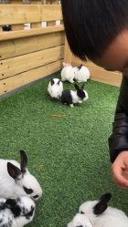 -萌宠亲子动物乐园(槐房万达店)