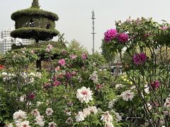 -曹州百花园